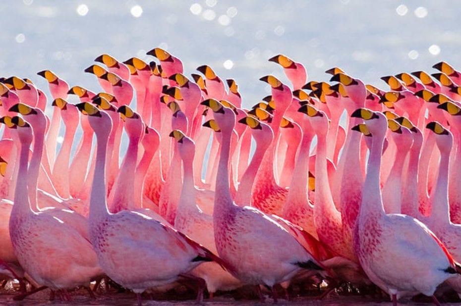 Rosa flamingos