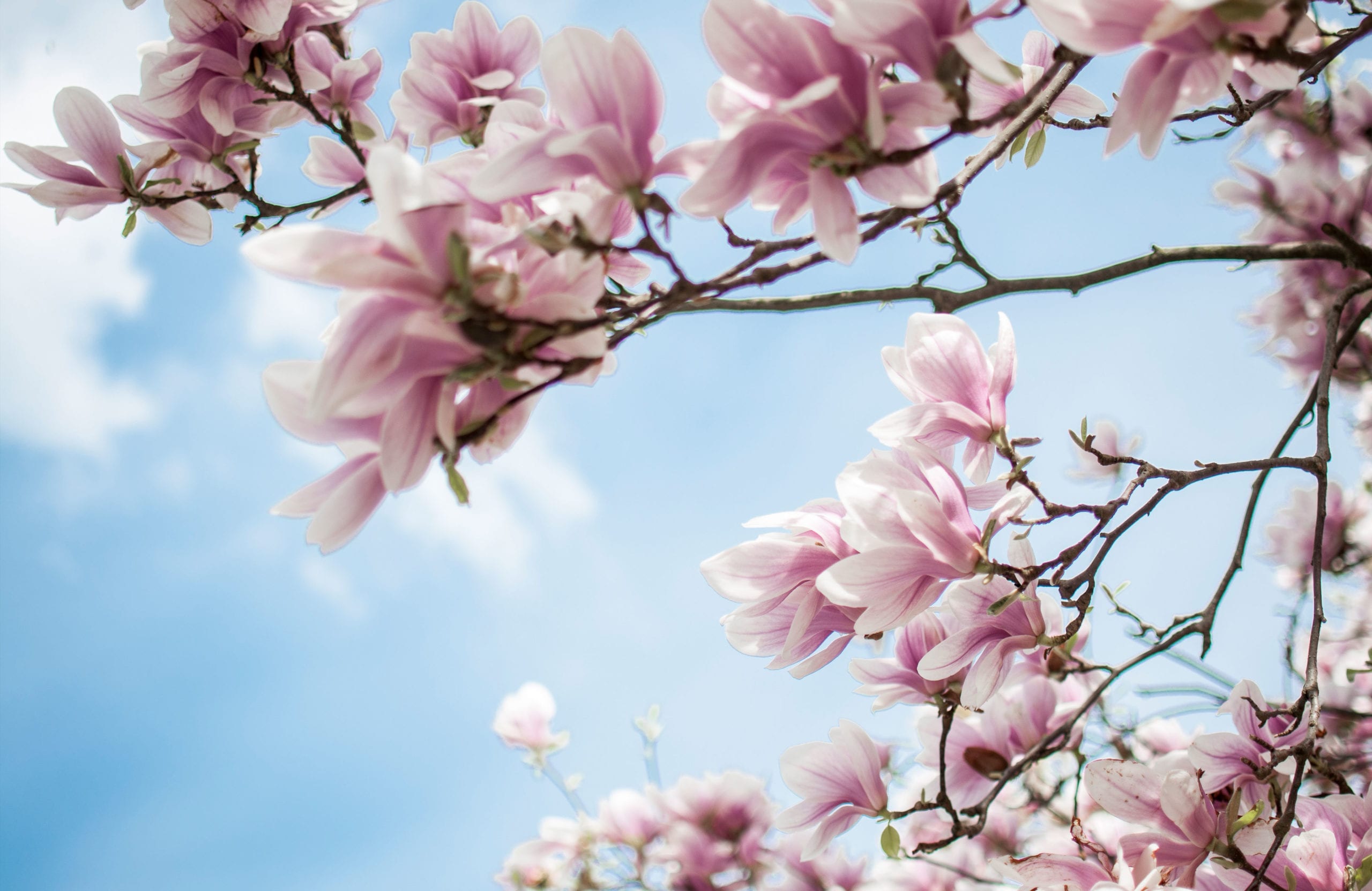 magnolia