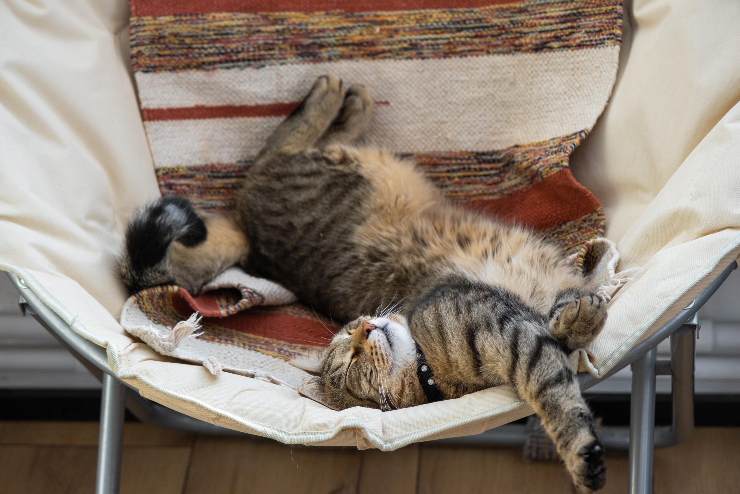 cat-is-fast-sweet-asleep-on-a-chair-in-a-funny-pos-2023-06-12-17-14-07-utc-min