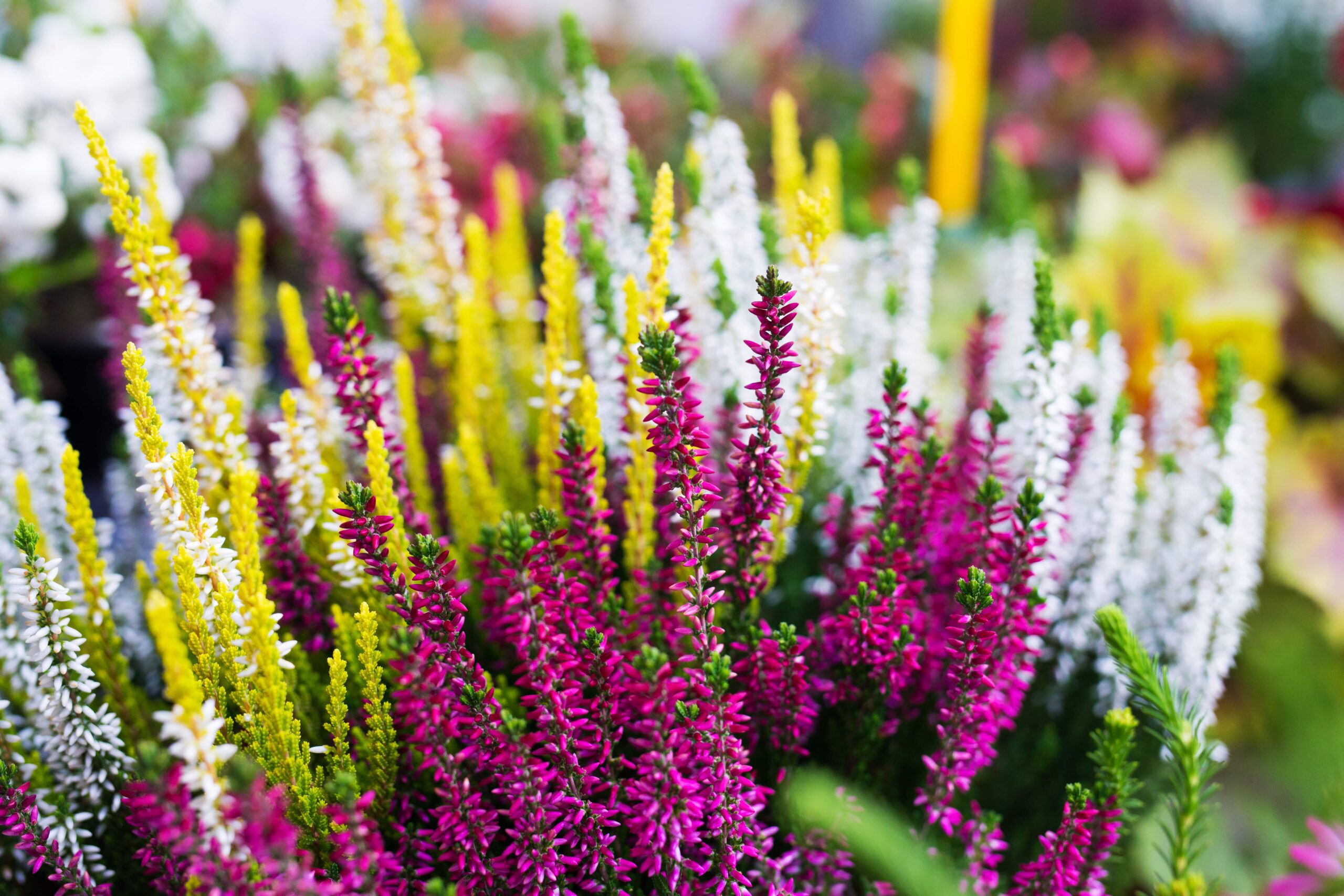 flowers-in-florist-shop-2022-02-01-23-41-06-utc-min