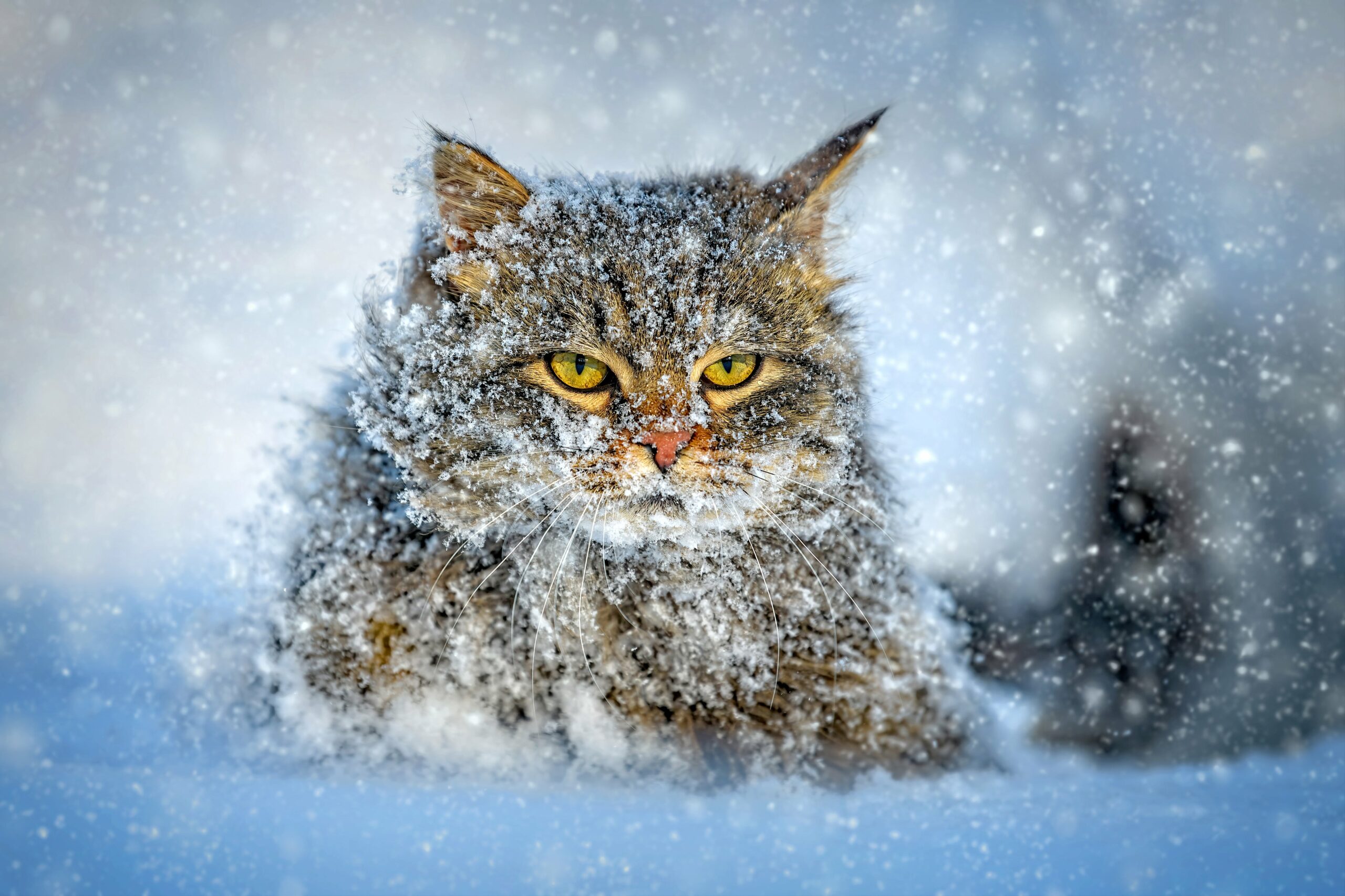 cat-walking-in-the-snow-in-winter-2023-11-27-05-17-43-utc (1)-min