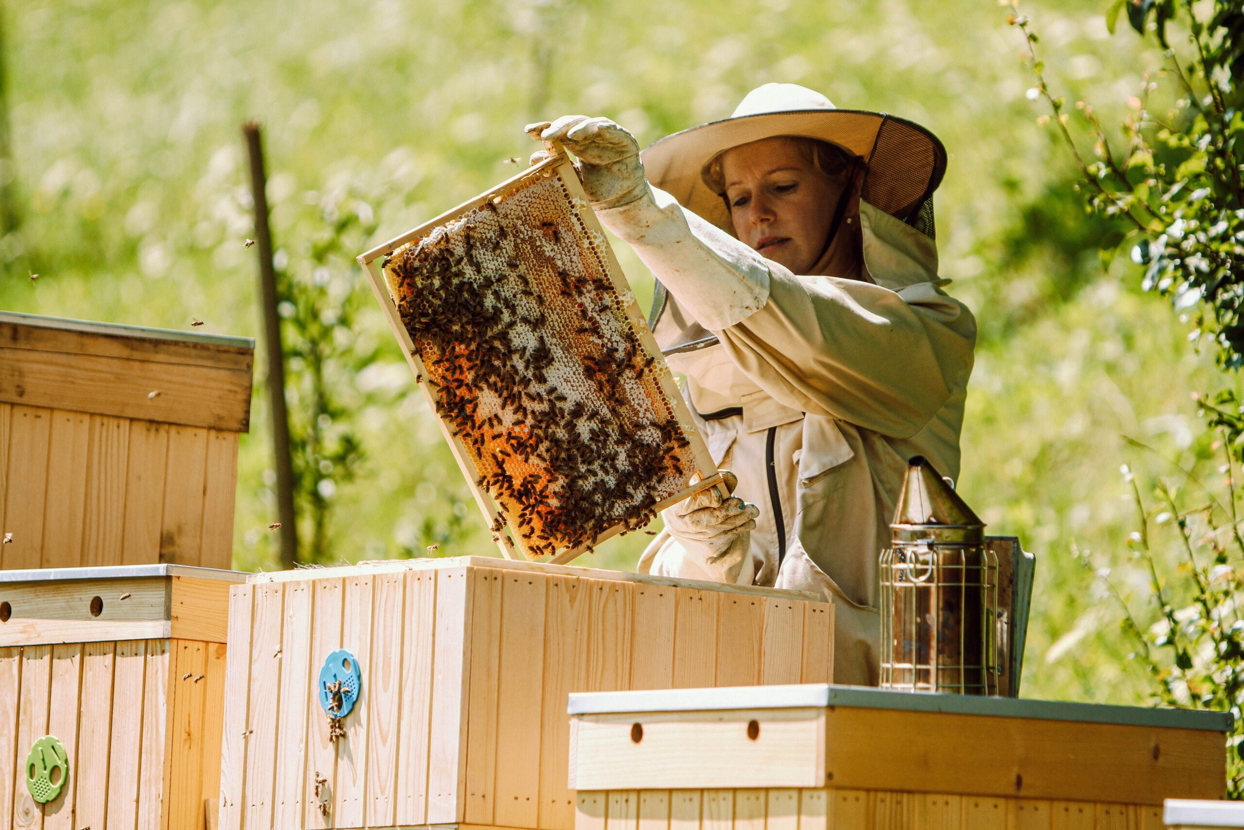 beekeeper-taking-care-of-beehives-and-honey-slova-2023-11-27-04-56-09-utc-min