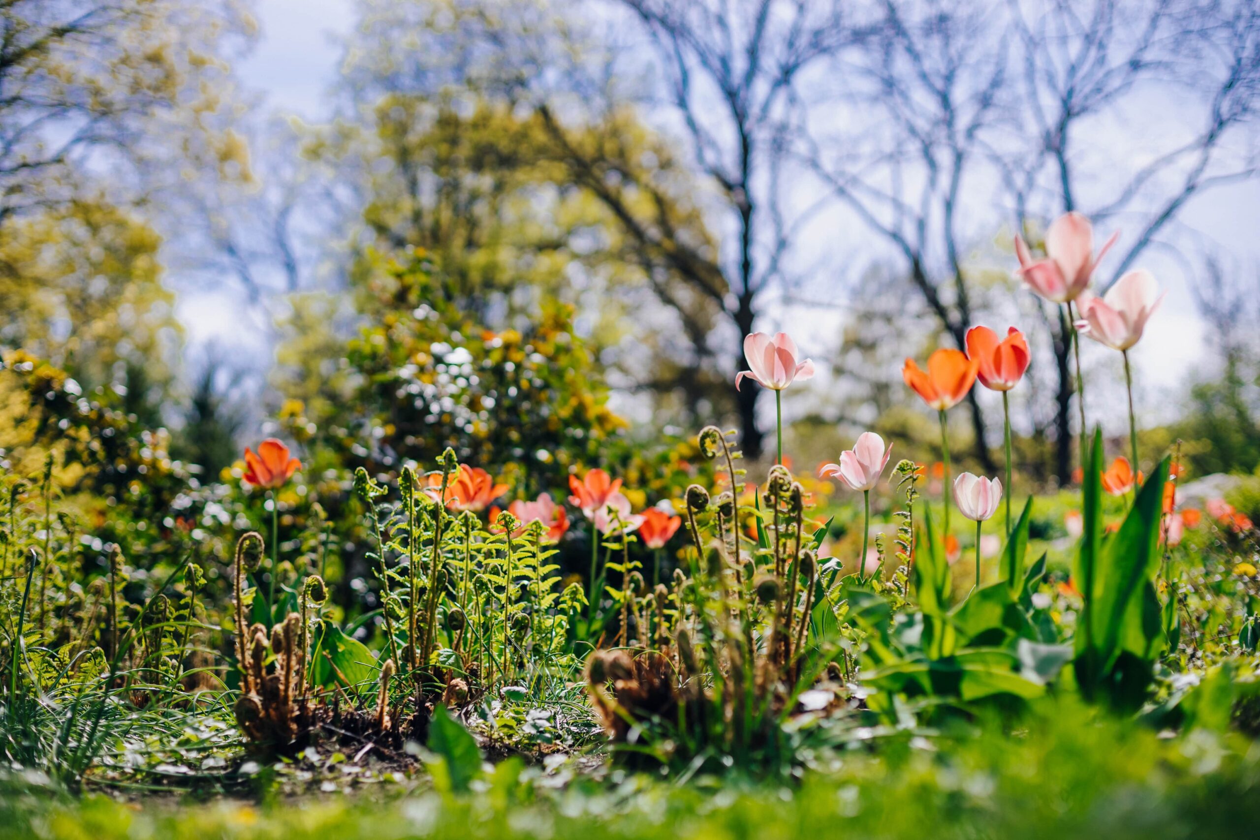 blooming-spring-garden-2023-11-27-04-52-41-utc-min