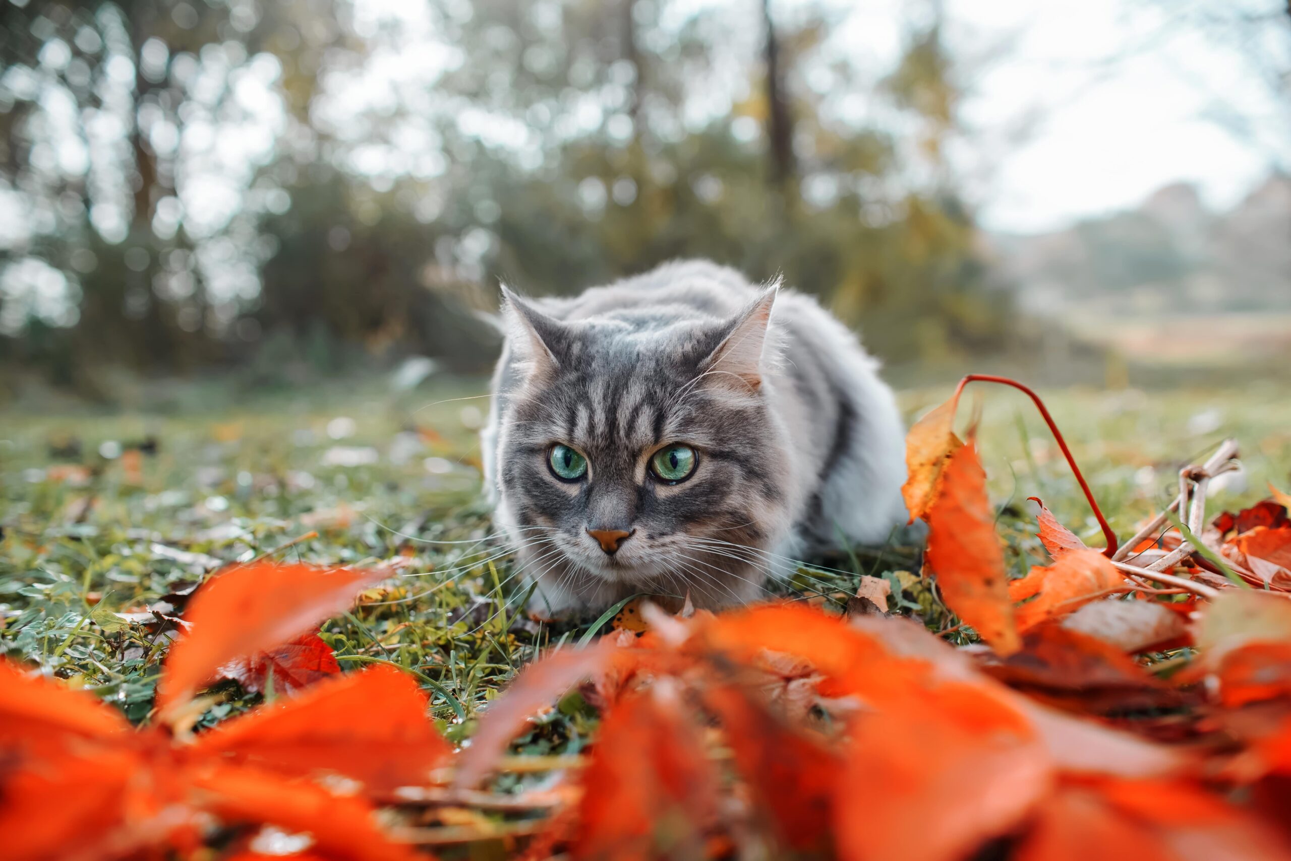 the-cat-hunts-outdoors-portrait-of-a-fluffy-gray-2023-11-27-05-37-00-utc-min