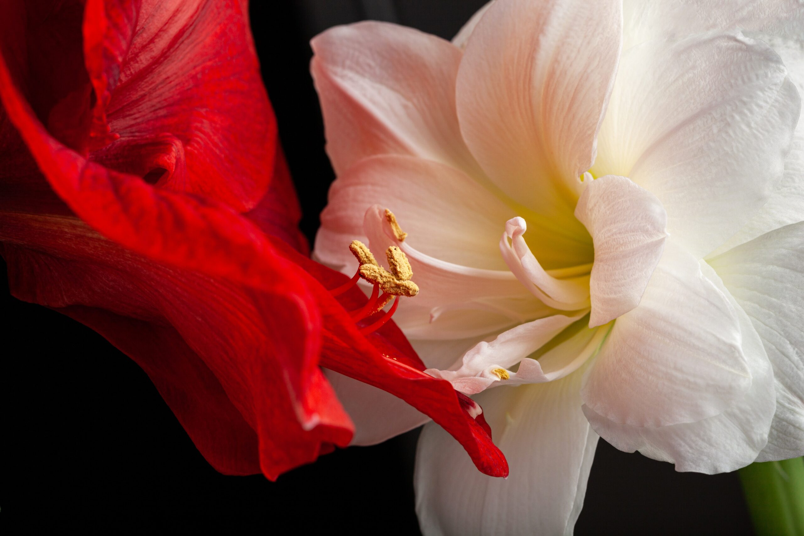 metaphor-of-love-passion-sex-erotic-couple-two-am-2024-10-18-06-24-54-utc-min